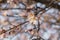 Detail of almond tree blossom flowers