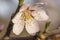 Detail of almond tree flower