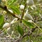 Detail of almond tree in the Gran Canarie