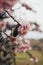 detail of an almond tree in its flowering in February