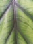 Detail of alocasia leaf