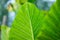 Detail of alocasia plant leaves, with bokeh