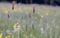 Detail of alopecurus geniculatus or marsh foxtail grass