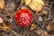 Detail of amanita muscaria mushroom red cap