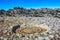 Detail of an ammonite fossil in Torcal de Antequera in Malaga, Spain, an impressive karst landscape