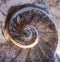 Detail of the Ammonites fossil