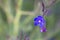 Detail of anchusa azurea blue violet flower
