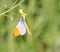 detail of Anthocharis cardamines butterfly (farfalla aurora)