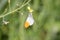 detail of Anthocharis cardamines butterfly (farfalla aurora)