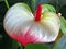 Detail of Anthurium Flower With Bright Red Stamen