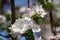 Detail of an apple tree blossom