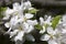 Detail of the Apple Tree Flower