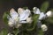 Detail of the Apple Tree Flower