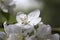 Detail of the Apple Tree Flower