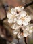 Detail of apricot blossoms on a sunny day in springtime