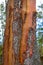 Detail of arbutus tree bark texture in Vancouver Island forest