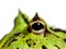 Detail of the Argentine horned frog eye, Ceratophrys ornata