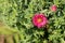 Detail of Aster Novae-Angliae New England Alma PÃ¶tschke red flower at sunset in green garden