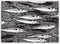 Detail of an atlantic mackerel scomber scombrus school in side view