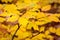 Detail from autumnal forest with yellow beech leaves