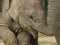 Detail of baby elephant