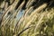 Detail of back lit cats tail grasses in Sydney, Australia