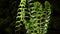 Detail of a backlight fern in woods in West Yorkshir