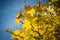 Detail of backlit yellow autumn leaves