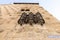 Detail of Balcony in Facade of Casa de las Conchas in Salamanca, Spain, covered in scalloped shells, Community of Castile and LeÃ³