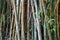 Detail of bamboo trees