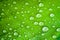 Detail of banana green leaf texture with several water droplets