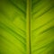 Detail of banana leaf