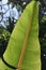 Detail of banana leaf structure