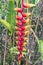 Detail of Banana plant in the jungle of Macuca