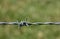 Detail of barbed wire barbs