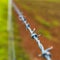 Detail of barbed wire rural fence