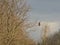 Detail  bare winter tree with common buzzard sitting on a branch