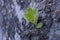 Detail on bark tree with blurred effect purple background detail