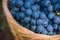 Detail of Basket with grapes. Harvest of blue grape. Food, burgundy. Autumn in the garden.