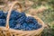 Detail of a basket with grapes. Harvest of blue grape. Food, burgundy. Autumn in the garden.