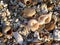 Detail of beach sand with sea shells