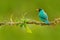 Detail of beautiful bird. Green Honeycreeper, Chlorophanes spiza, exotic tropic malachite green and blue bird form Costa Rica. Tan