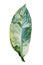 Detail of Beautiful Dieffenbachia leaf isolated on white