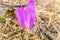 Detail of the beautiful flower merendera montana, Colchicum montanum, endemic to the Iberian Peninsula in Spain and France, grows