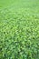 Detail of a beautiful fresh and green clover field