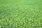 Detail of a beautiful fresh and green clover field