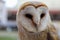 The detail of beautiful owl Tyto alba. White head, sharp beak and dark eyes