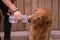 Detail of beautiful pedigree dog drinking water directly from a bottle held by his owner\'s hand. Concept animals, pets.