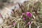 Detail of beautiful purple heather in blossom