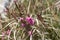 Detail of beautiful purple heather in blossom